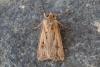 Agrotis spinifera